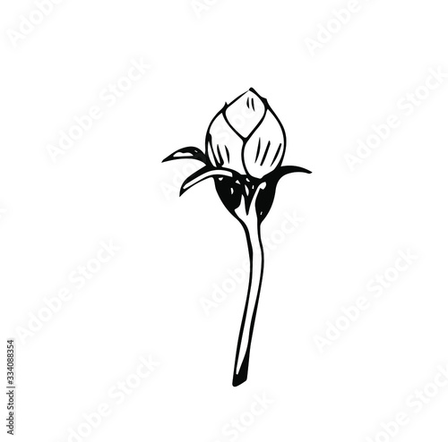 black and white flower bud, hand drawn graphic. Isolated roses bud, minimal illustration vector