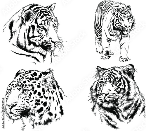 set of vector drawings on the theme of predators tigers are drawn by hand with ink tattoo logos