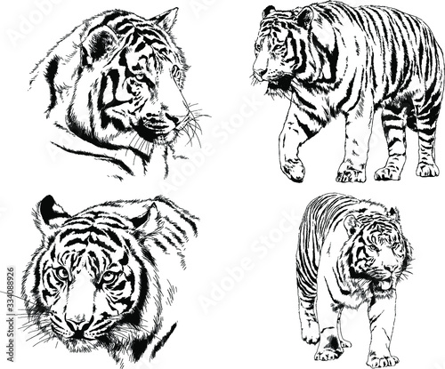 set of vector drawings on the theme of predators tigers are drawn by hand with ink tattoo logos