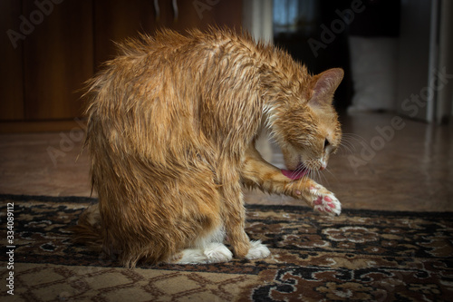 A cat with a red-and-white color, licks wet hair with a long tongue.