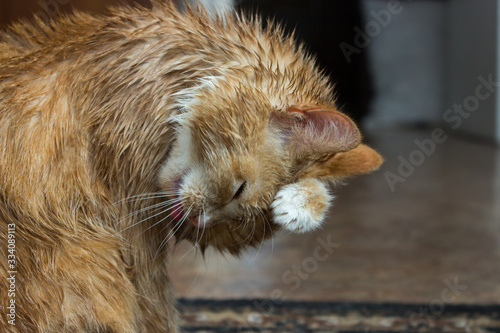 A cat with a red-and-white color, licks wet hair with a long tongue.