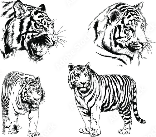 set of vector drawings on the theme of predators tigers are drawn by hand with ink tattoo logos