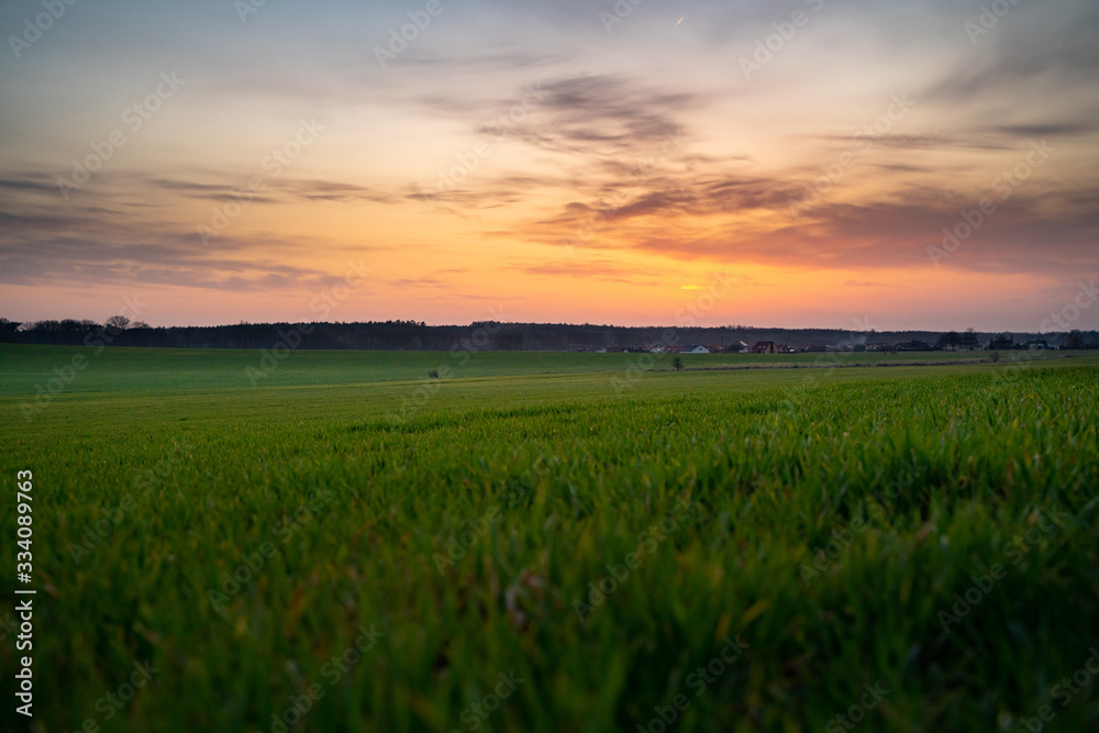 Sunset over spring field of grass