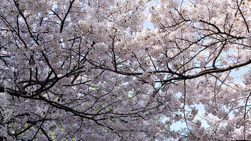 beautiful cherry blossoms at park beautiful cherry blossoms at park