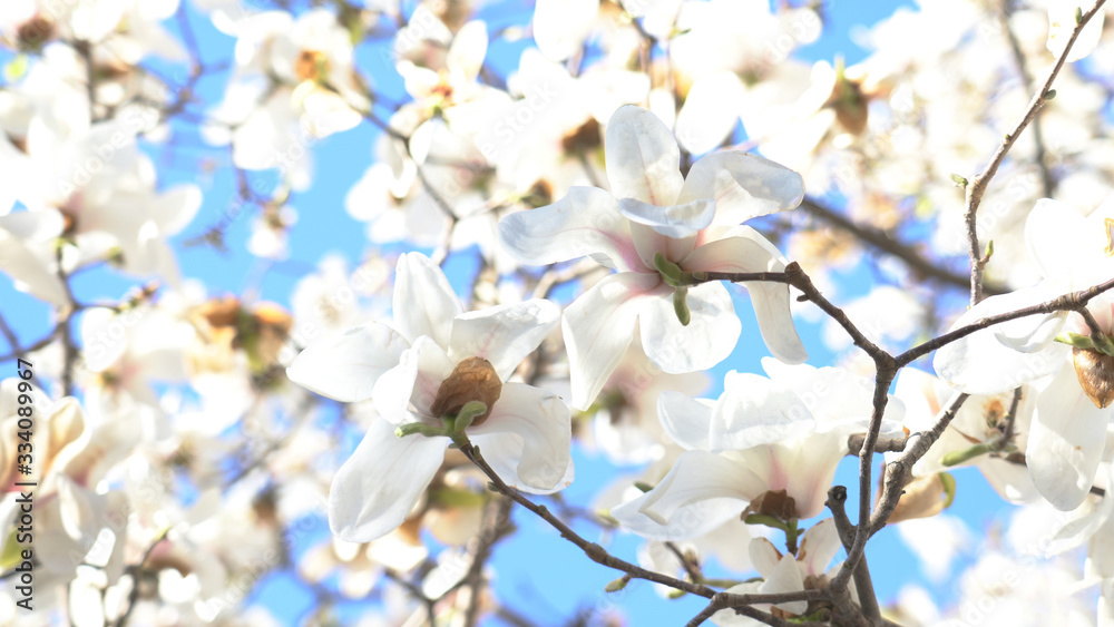 White magnolia flower blooming under blue sky. Spring magnolia flowers. White Magnolia in the wind.White flowers are fairyland White magnolia flower blooming under blue sky. Spring magnolia flowers. White Magnolia in the wind.White flowers are fairyland