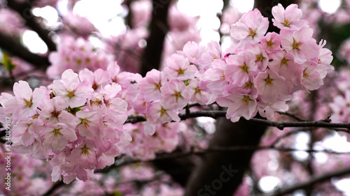 beautiful cherry blossoms at park