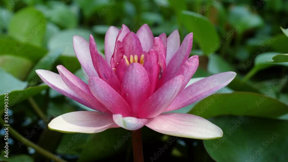 Close-up shot of pink lily. Beautiful open water lily flower in the lake. Nenuphar floating on the water. Blooming purple nymphaea in the pond. A fresh pink lotus is surrounded by green leaves. 4K Close-up shot of pink lily. Beautiful open water lily flower in the lake. Nenuphar floating on the water. Blooming purple nymphaea in the pond. A fresh pink lotus is surrounded by green leaves. 4K