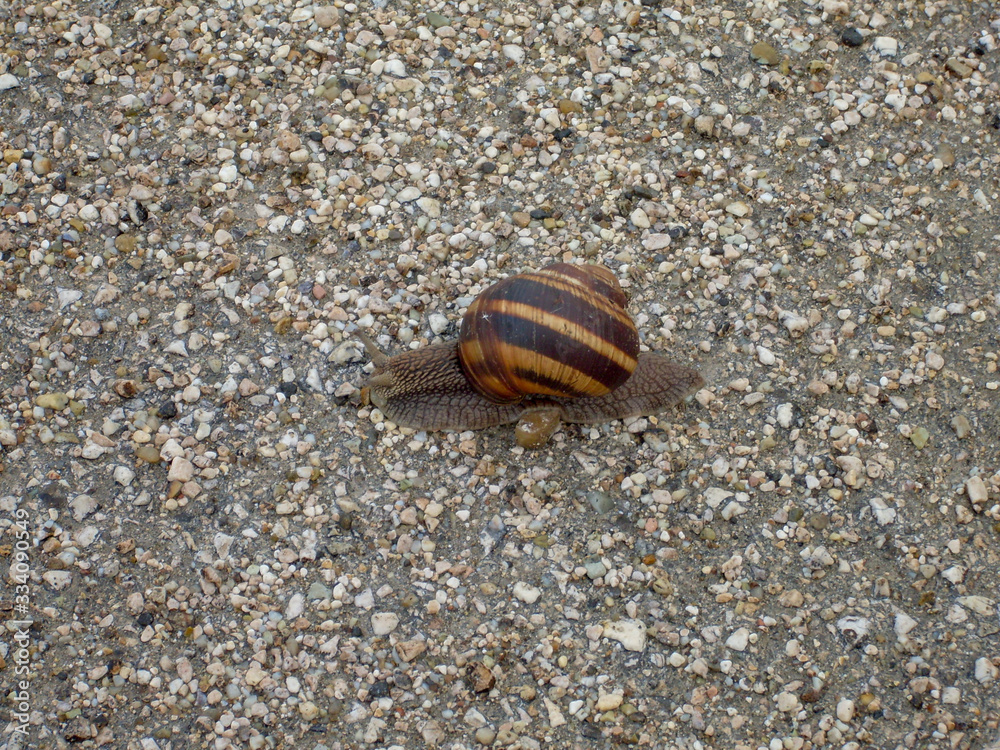 A snail with a striped shell crawling on the ground with small stones A snail with a striped shell crawling on the ground with small stones