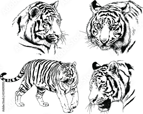 set of vector drawings on the theme of predators tigers are drawn by hand with ink tattoo logos