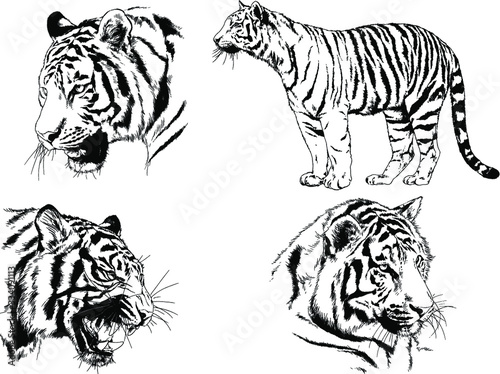 set of vector drawings on the theme of predators tigers are drawn by hand with ink tattoo logos