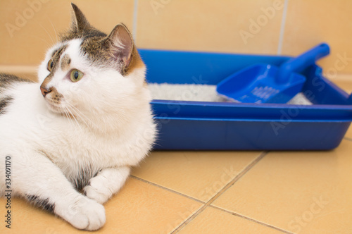 A white cat with gray spots lies near the blue toilet for cats.