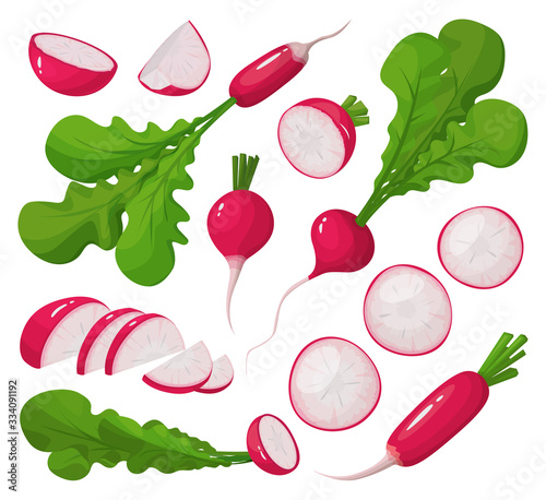 Fényképezés Red radish vector cartoon set icon