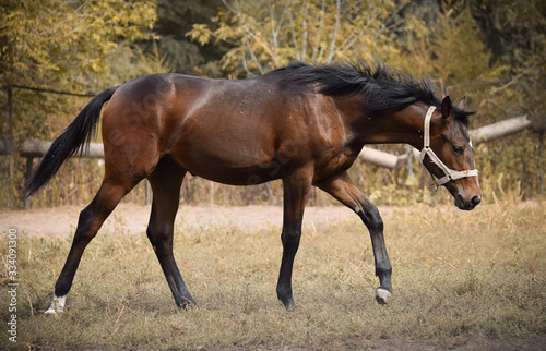 mare and foal