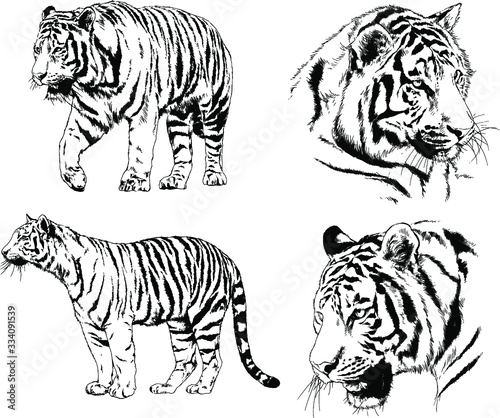 set of vector drawings on the theme of predators tigers are drawn by hand with ink tattoo logos