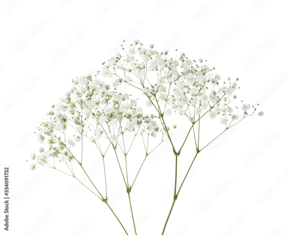Twigs with small white flowers of Gypsophila (Baby's-breath) isolated on white background. Twigs with small white flowers of Gypsophila (Baby's-breath) isolated on white background.