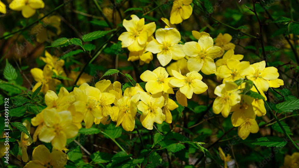 Kerria blossoms blooming in the park Kerria blossoms blooming in the park