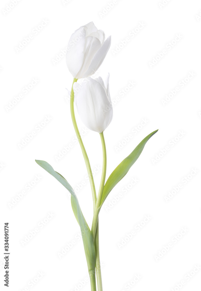Two white Tulips isolated on white background.