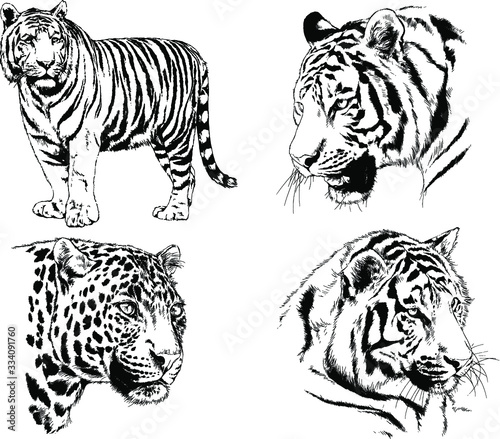 set of vector drawings on the theme of predators tigers are drawn by hand with ink tattoo logos