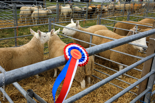 Fototapeta Naklejka Na Ścianę i Meble -  Orkney (Scotland), UK - August 05, 2018: A medal's sheeps at annual agricultural shows, Orkney, Scotland, Highlands, United Kingdom