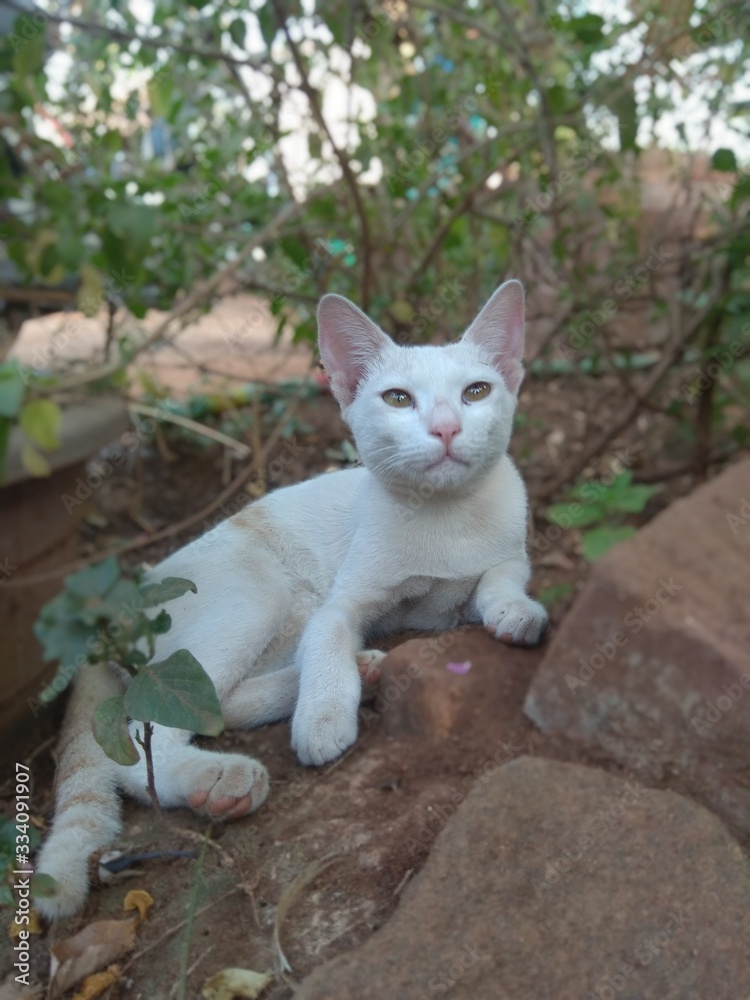 Obraz premium cat in garden