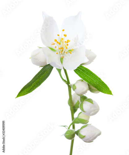 Sprig with Jasmine flower (Philadelphus), green leaves and buds isolated on white background. Selective focus.