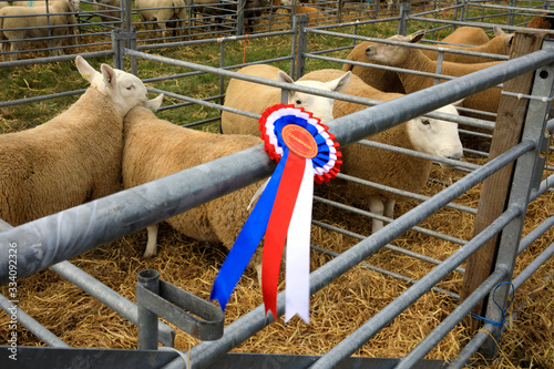 Fototapeta Naklejka Na Ścianę i Meble -  Orkney (Scotland), UK - August 05, 2018: A medal's sheeps at annual agricultural shows, Orkney, Scotland, Highlands, United Kingdom