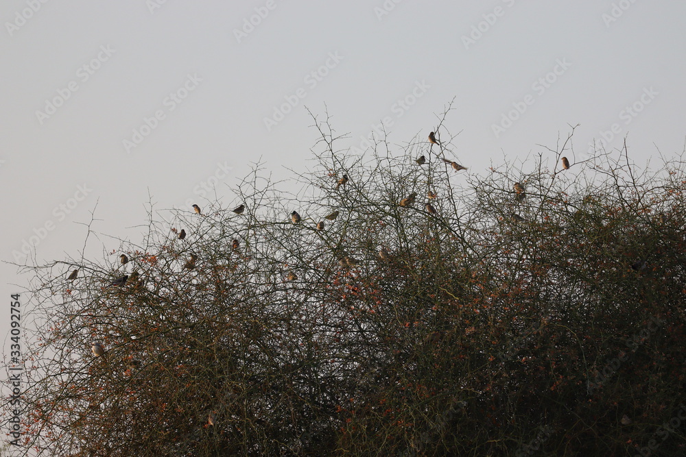 Obraz premium A group of sparrows birds sitting on desert tree