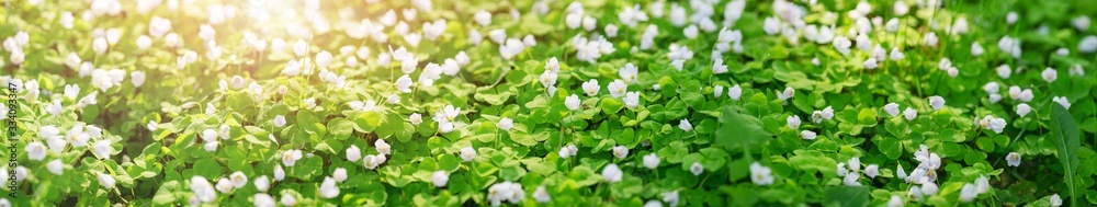Wood with lots of white spring Oxalis flowers in sunny day Wood with lots of white spring Oxalis flowers in sunny day