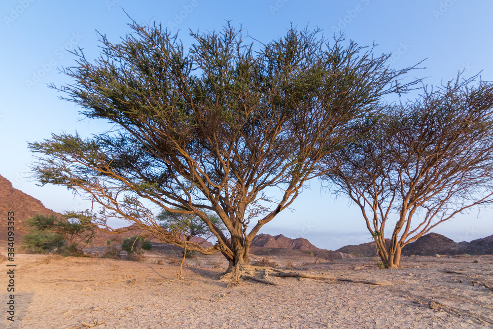 Desert Trees