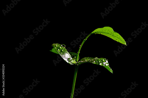 Tangerine sprout on a black background with water drops