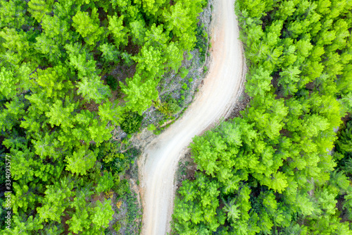 Aerial view of a Forest in spring time with a narrow path.