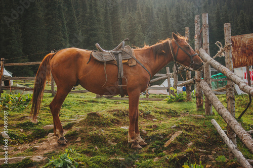 Photo of harnessed broun horse with saddle, staying near the fence