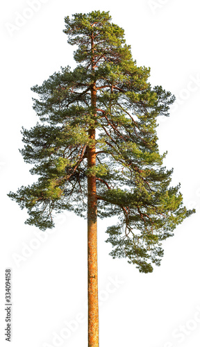 Tall pine tree isolated on white background.