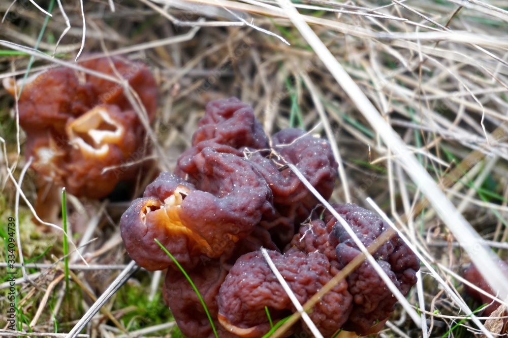 First spring mushrooms Morel, true Morchella or Black Morel Mushroom, Gyromitra esculenta in the forest First spring mushrooms Morel, true Morchella or Black Morel Mushroom, Gyromitra esculenta in the forest