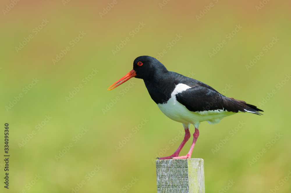 Eurasian Oyster catcher in nature Eurasian Oyster catcher in nature