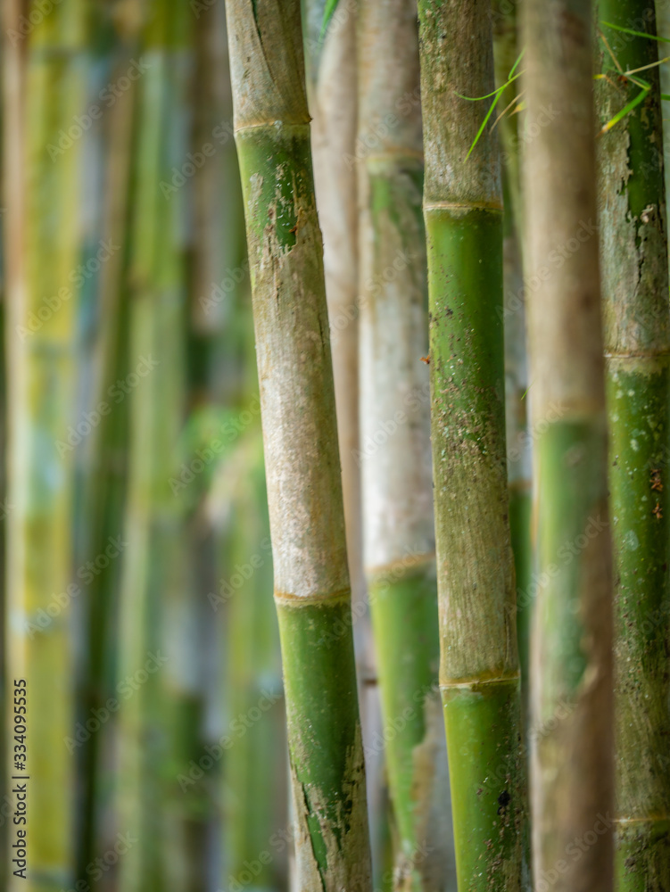Fototapeta premium Young Bamboo tree close up