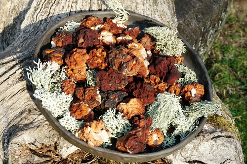 First spring mushrooms Morel, true Morchella or Black Morel Mushroom, Gyromitra esculenta close up on clay bowl
