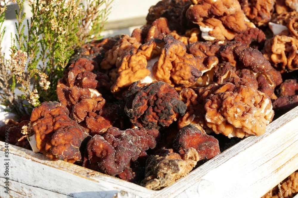 First spring mushrooms Morel, true Morchella or Black Morel Mushroom, Gyromitra esculenta on wooden box on natural background First spring mushrooms Morel, true Morchella or Black Morel Mushroom, Gyromitra esculenta on wooden box on natural background