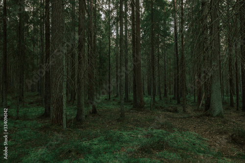 Foggy pine forest in the late evening