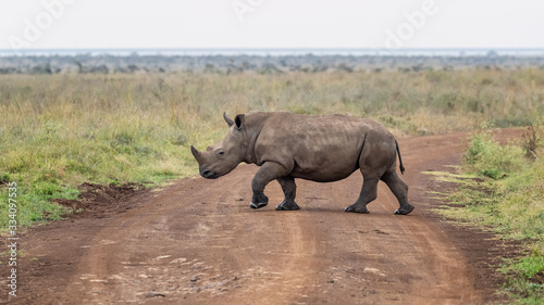 White rhinoceeros crossing a road in Nairobi National Park, Kenya