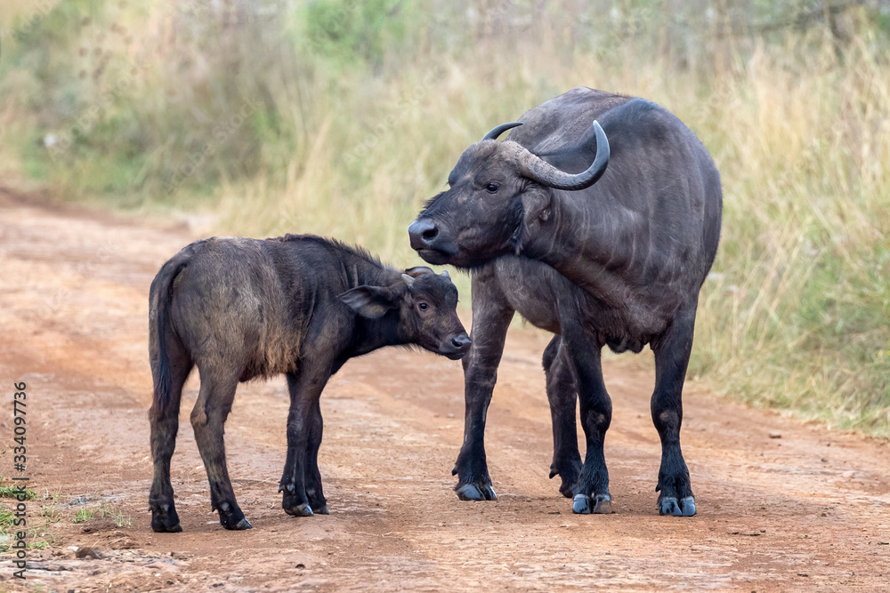 Cape buffalo mother and calf on a dirt road in Nairobi National Park