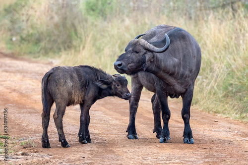 Cape buffalo mother and calf on a dirt road in Nairobi National Park