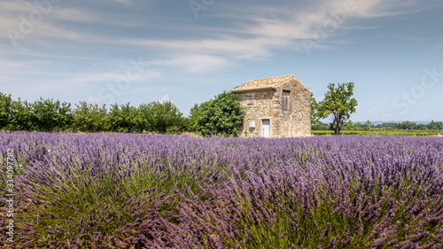Traditional cabanon in a lavender field in Provence