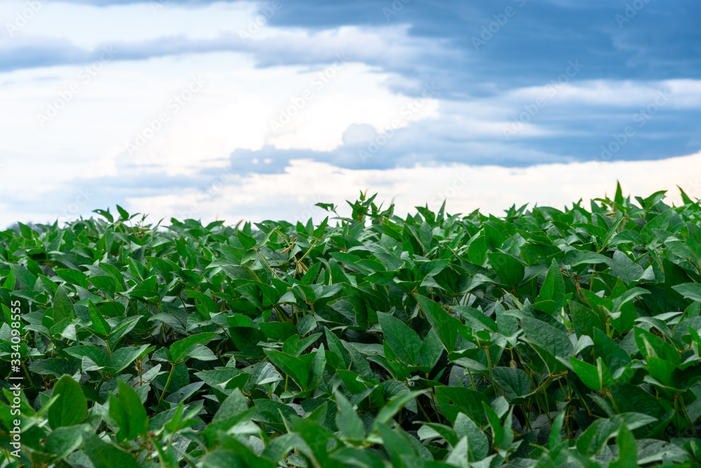 Soybean crop (Glycine max) in the stage of grain formation and maturation