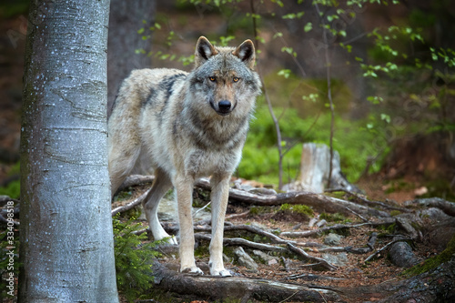 Eurasian wolf, Canis lupus, alpha male in spring european forest, staring directly at camera. Wolf in its biotope. East europe.