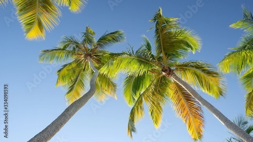 Palm tree dancing with the wind, seen from below
