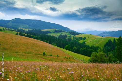 Fototapeta Naklejka Na Ścianę i Meble -  nature, summer landscape in carpathian mountains, wildflowers and meadow, spruces on hills, beautiful cloudy sky