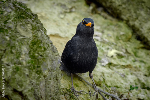 blackbird sitting on the ground in a park closeup