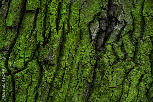 tree bark with green moss and lichen photo