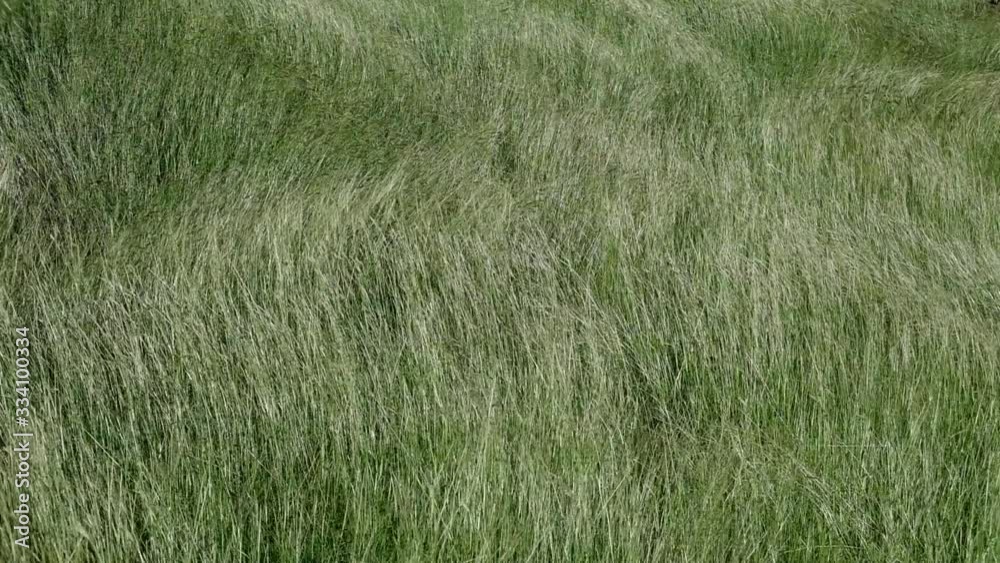 Tall grass blowing in the wind, slow motion